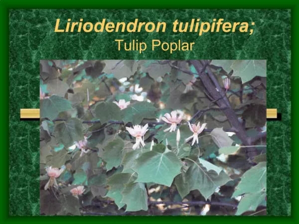 Liriodendron tulipifera; Tulip Poplar
