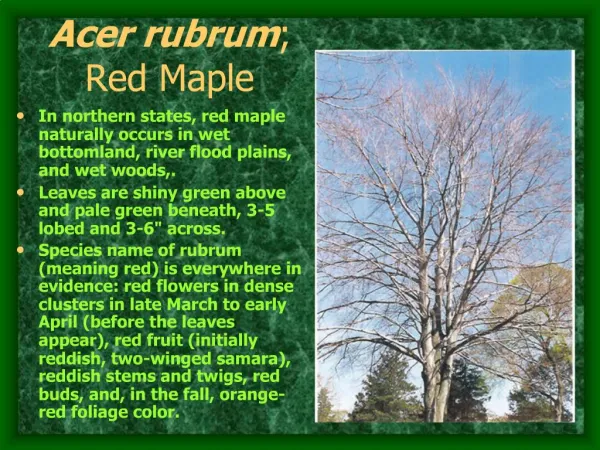 Acer rubrum; Red Maple