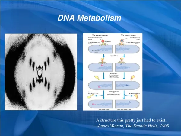 DNA Metabolism