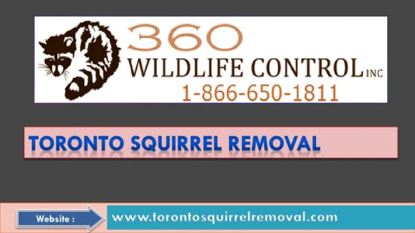 Become Free Of Squirrel by Toronto Squirrel Removal Services