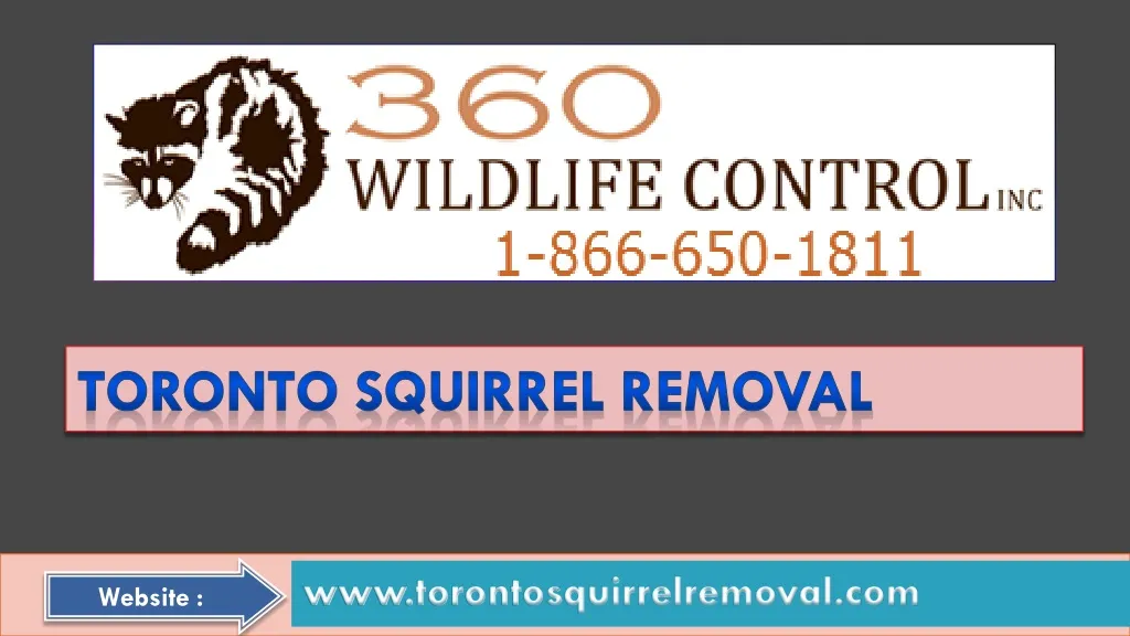 toronto squirrel removal