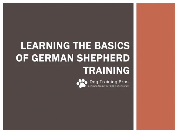 Learning the Basics of German Shepherd Training