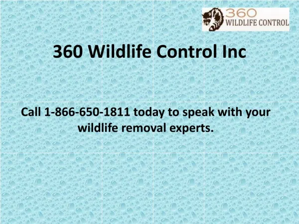 360 Wildlife Control Inc