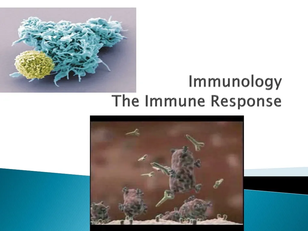 immunology the immune response