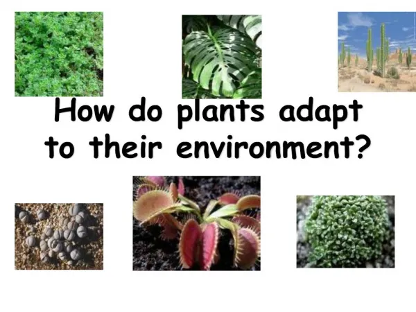 how do plants adapt to their environment