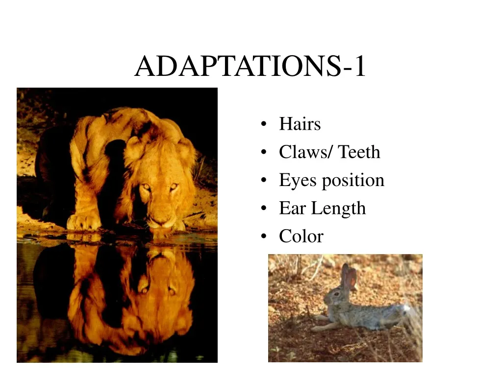 adaptations 1