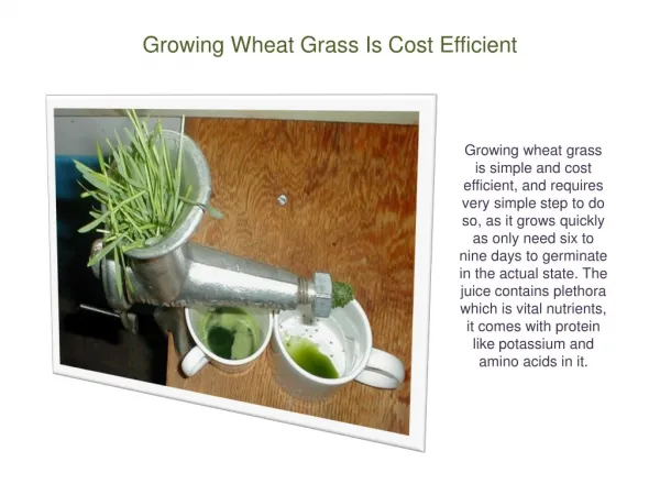 Growing Wheat Grass Is Cost Efficient