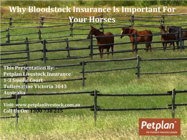 Why Bloodstock Insurance Is Important For Your Horses