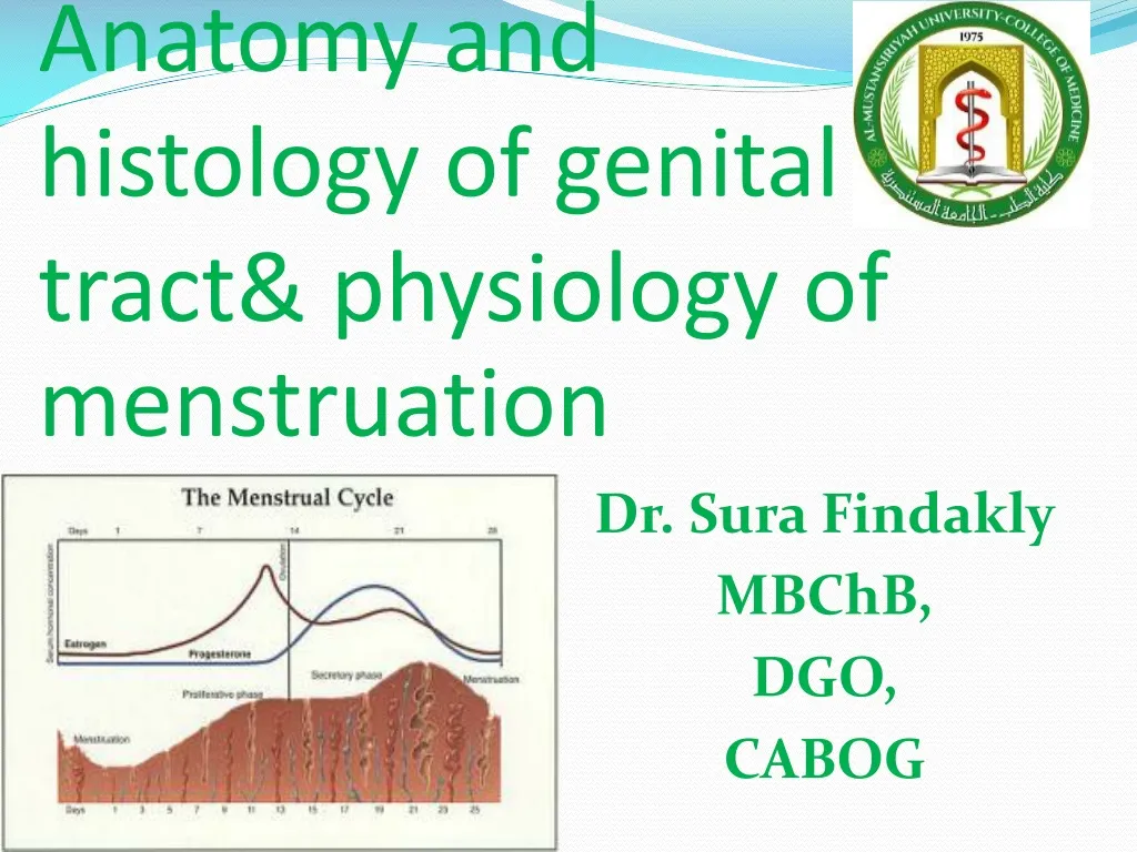 anatomy and histology of genital tract physiology of menstruation