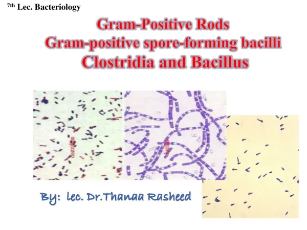 Gram-Positive Rods Gram-positive spore-forming bacilli Clostridia and Bacillus