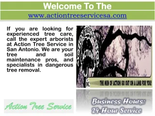 Tree Service San Antonio- Tree Removal- Tree trimming - slide 1