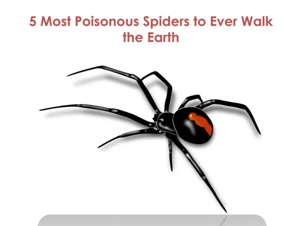 5 Most Poisonous Spiders to Ever Walk the