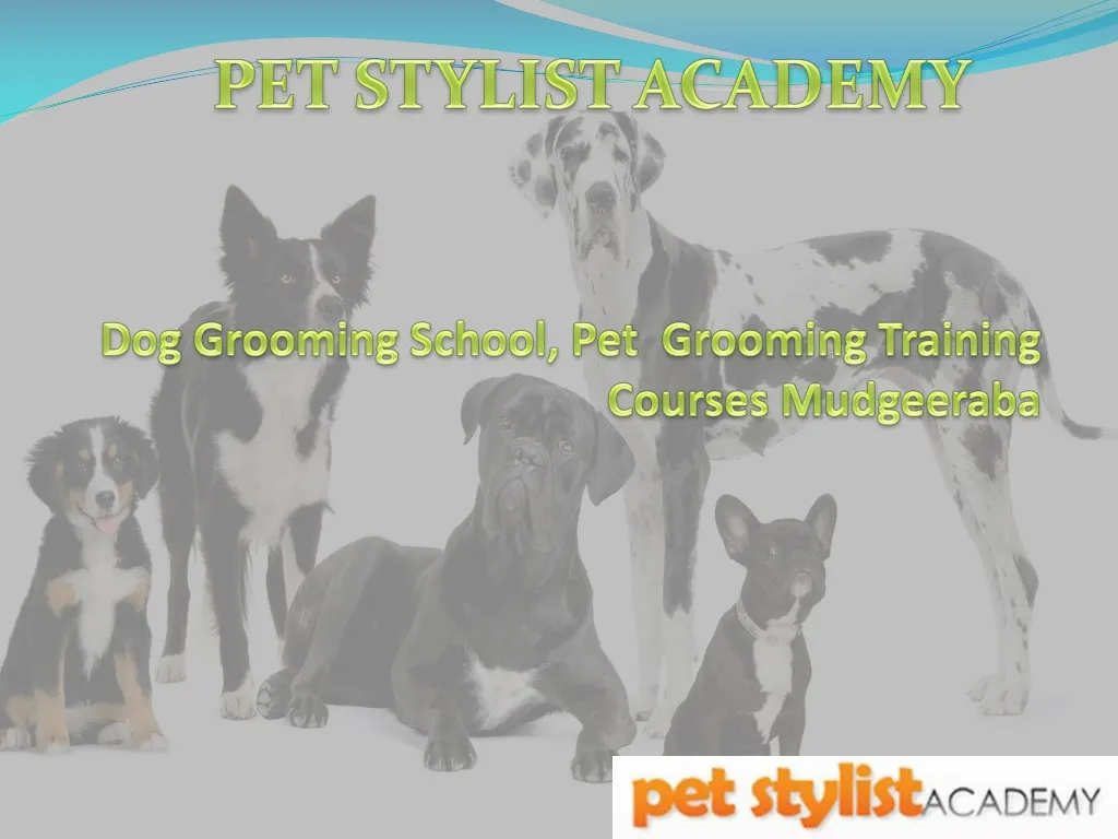 dog grooming school pet grooming training courses mudgeeraba