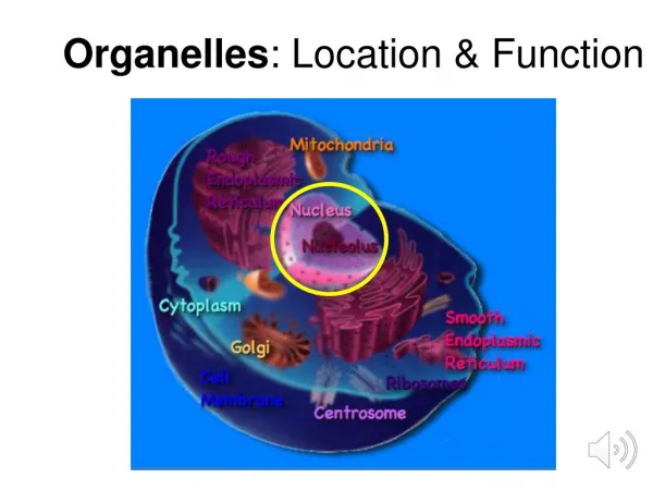 Organelles : Location &amp; Function