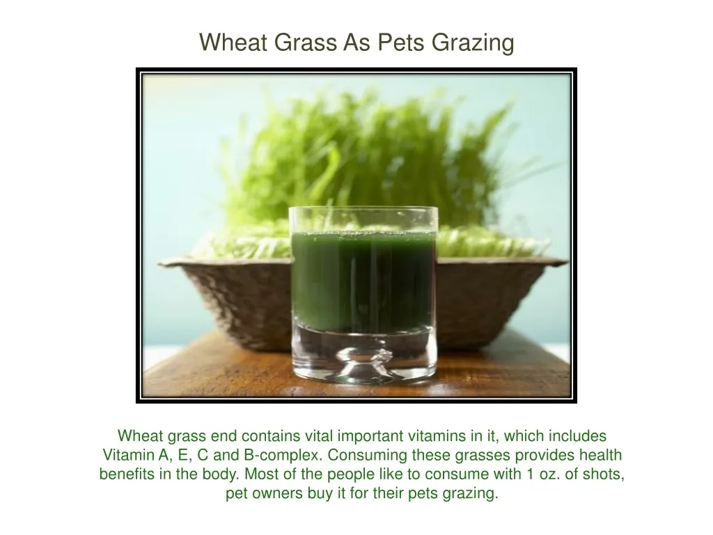 wheat grass as pets grazing