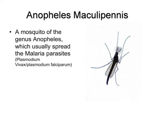 Anopheles Maculipennis