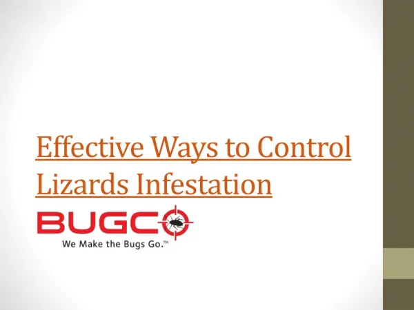 Effective Ways to Control Lizards Infestation