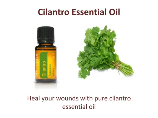 Cilantro Essential Oil