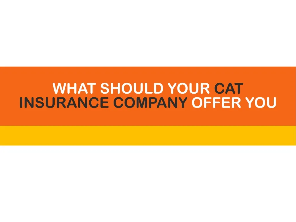 what should your cat insurance company offer you
