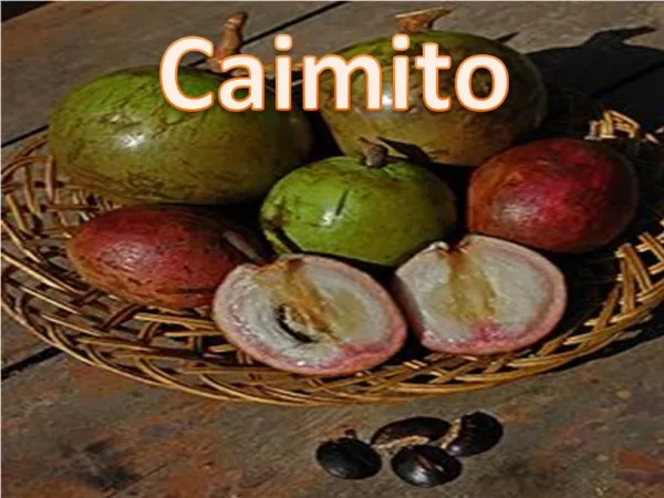 Caimito