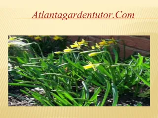 Garden design - slide 1