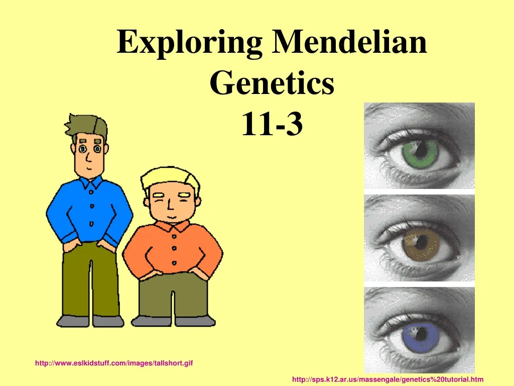 exploring mendelian genetics 11 3