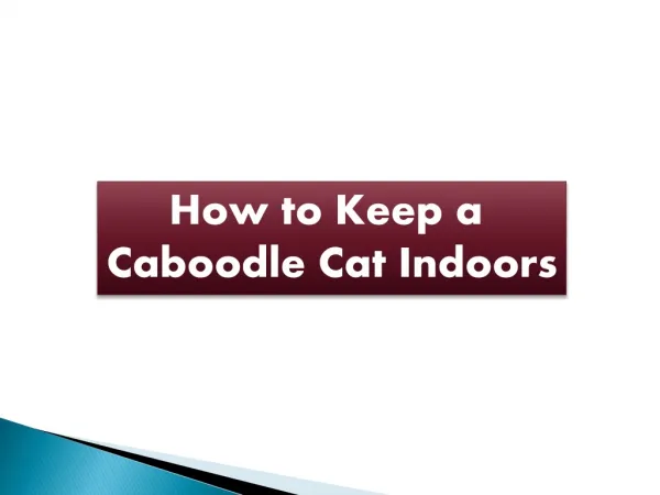 How to Keep a Caboodle Cat Indoors