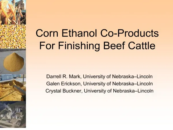 corn ethanol co-products for finishing beef cattle
