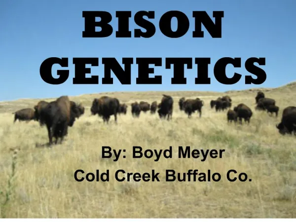 bison genetics