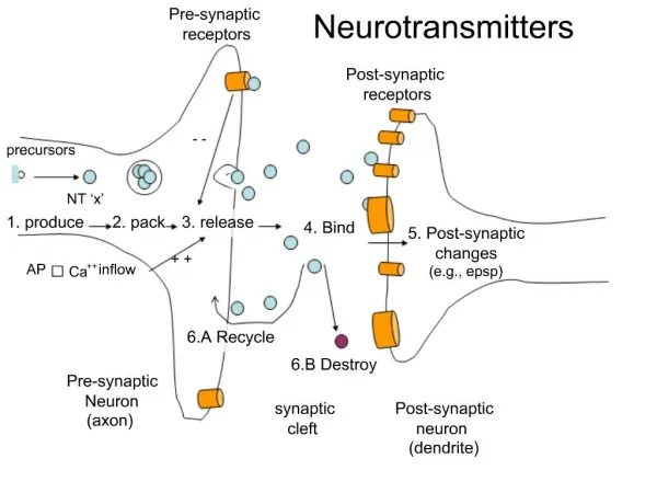 Pre-synaptic Neuron axon