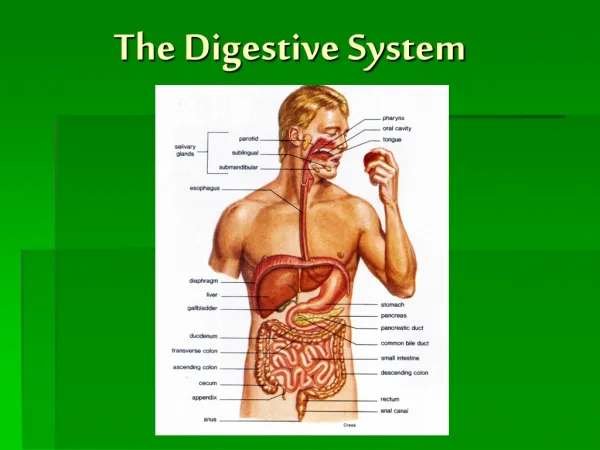 The Digestive System