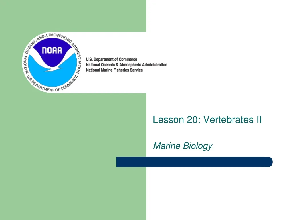 lesson 20 vertebrates ii marine biology
