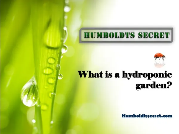 What is a hydroponic garden?