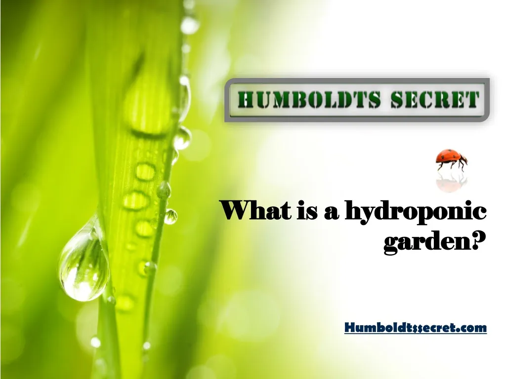 what is a hydroponic garden