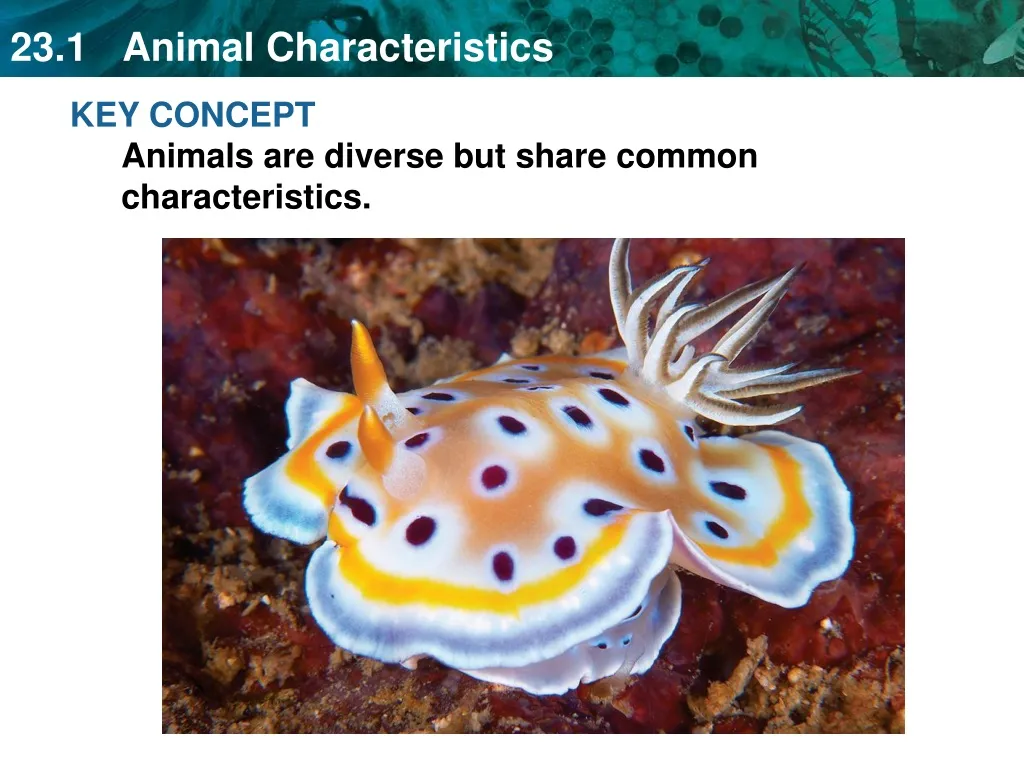 key concept animals are diverse but share common
