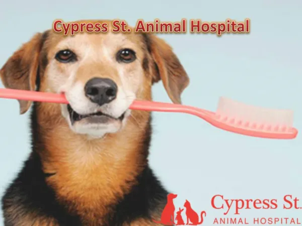 Cypress St. Animal Hospital