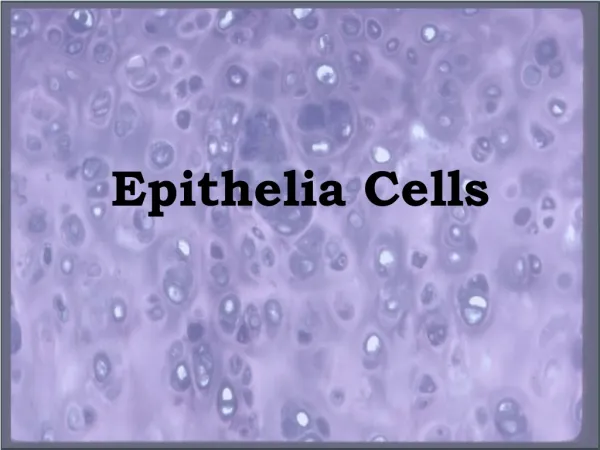 Epithelia Cells