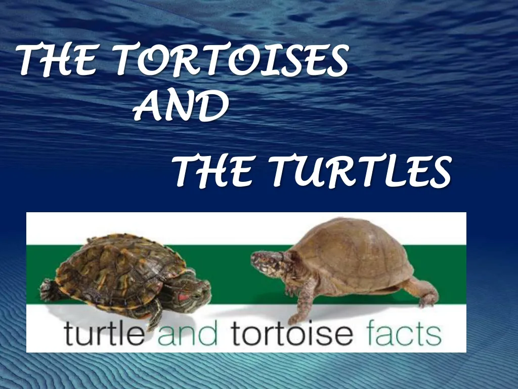 the tortoises and