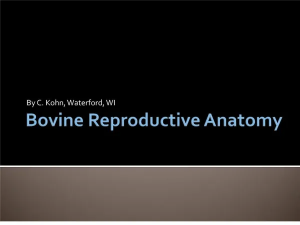 bovine reproductive anatomy