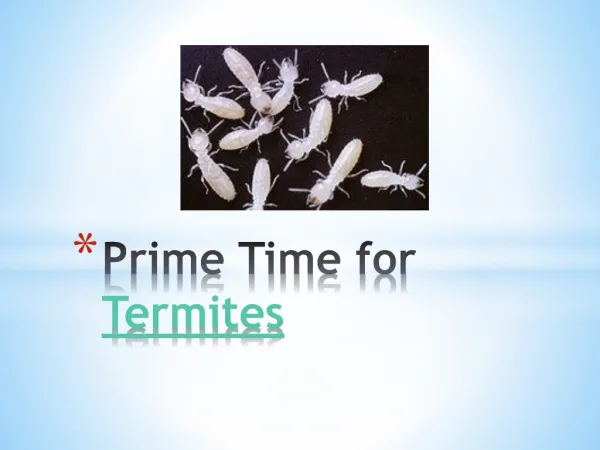 Prime Time for Termites