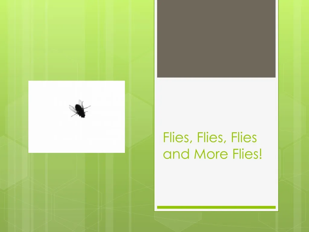 flies flies flies and more flies