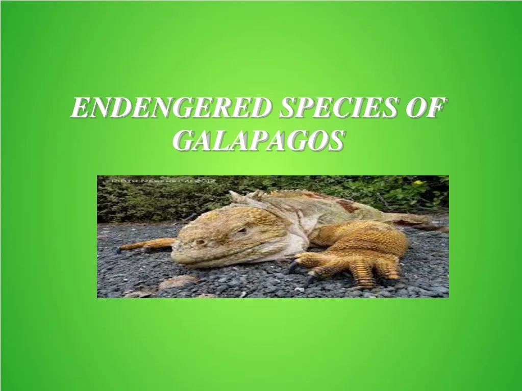 endengered species of galapagos