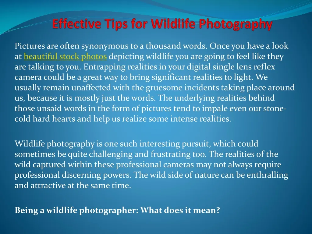 effective tips for wildlife photography