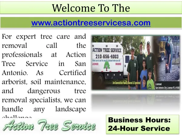 Tree Care In San Antonio - Stump Grinding - Commercial Tree