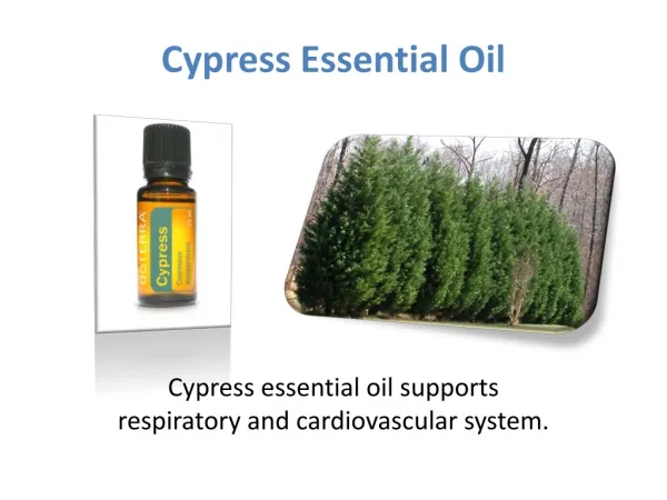Get Cypress Essential Oil at doTERRA