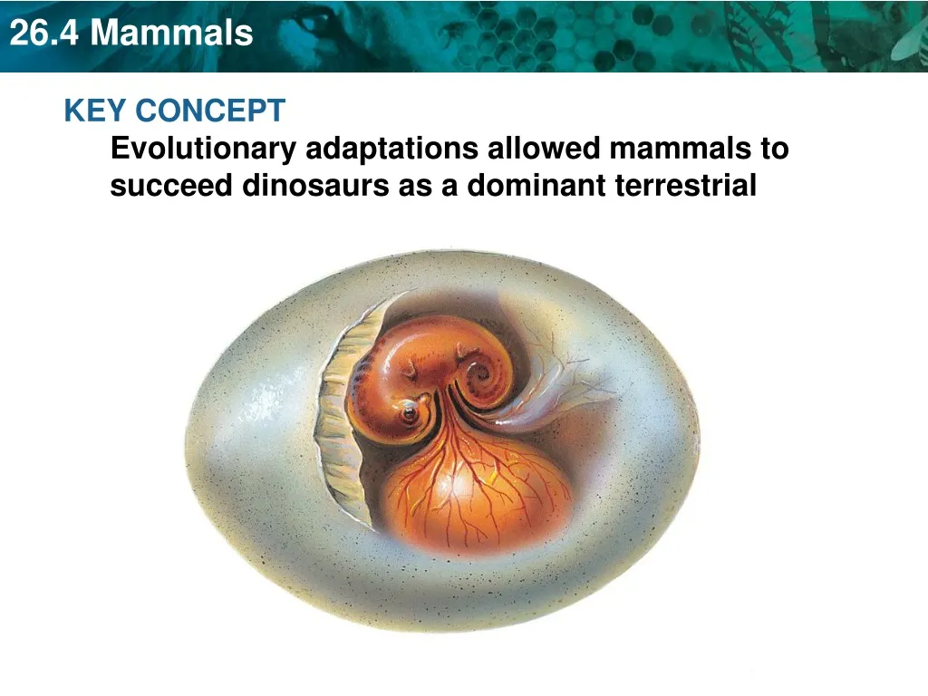 key concept evolutionary adaptations allowed