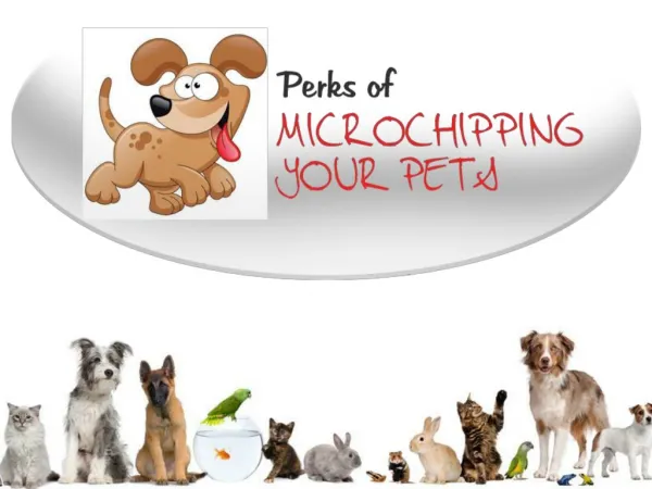 Pet Microchipping Clinic in Wentzville – Protect your Pets