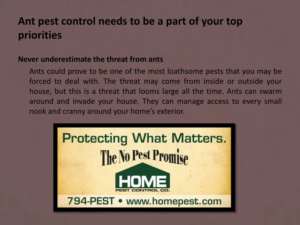 ant pest control needs to be a part of your top priorities