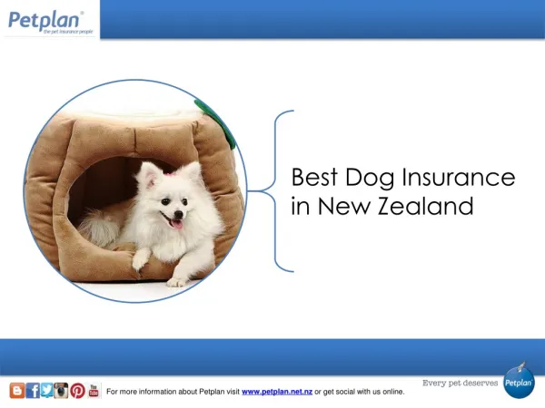 Best Dog Insurance in New Zealand