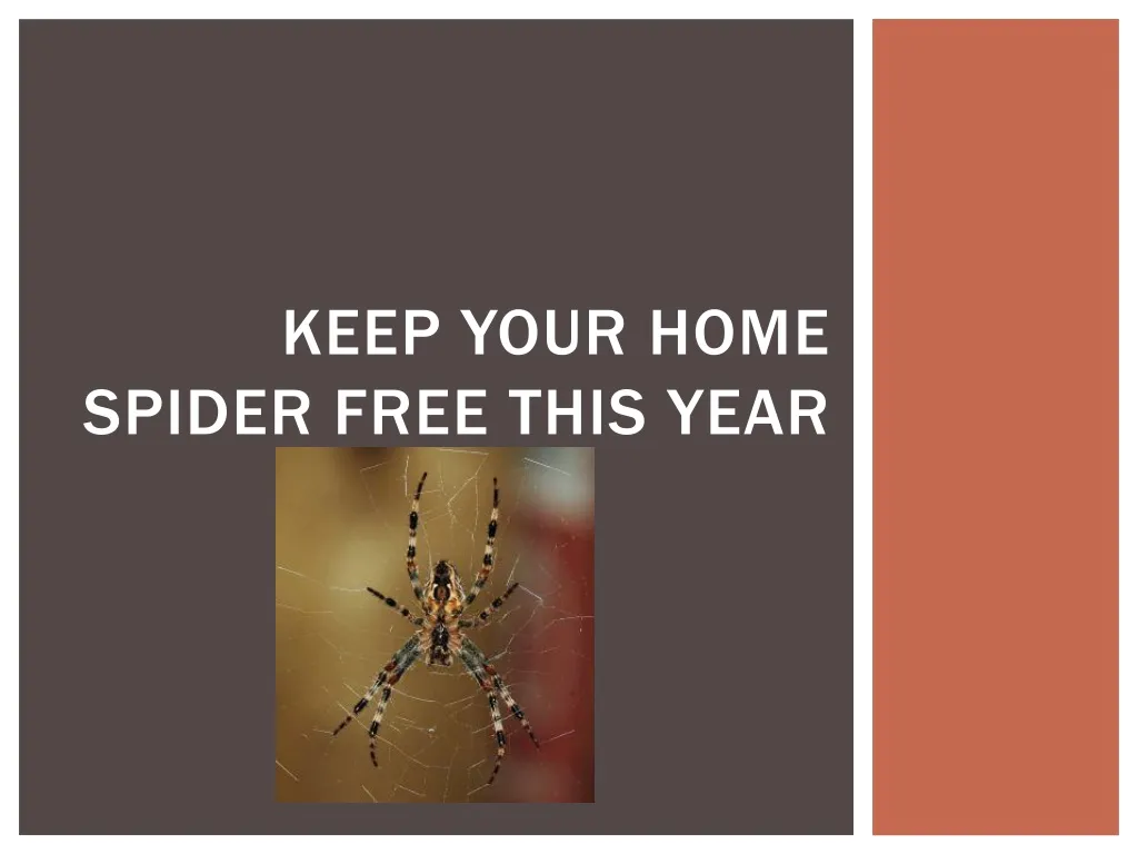 keep your home spider free this year